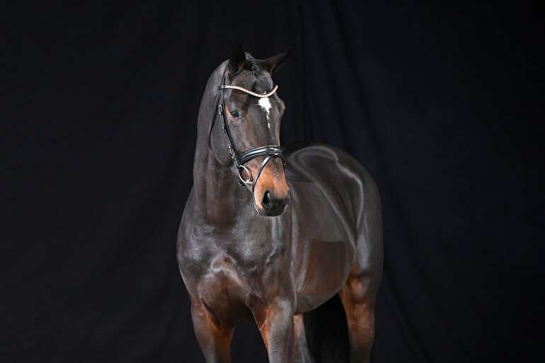 Cum Amore de Kreiske Stallion